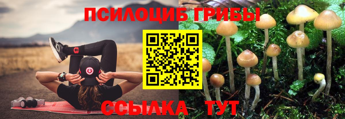 Псилоцибиновые грибы Psilocybine cubensis Серпухов